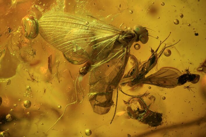 Fossil Mayfly (Ephemeroptera) & Fly (Diptera) In Baltic Amber #93844